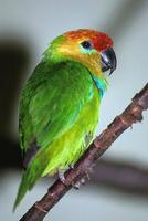 Psittaculirostris desmarestii - Large Fig-Parrot