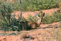 Raphicerus campestris - Steinbuck