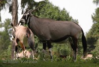 Oryx gazella gazella - South African Oryx