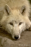 Canis lupus occidentalis - Northern Gray Wolf