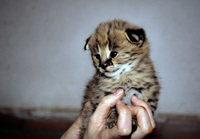 Leptailurus serval - Serval