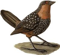 Image of: Acropternis orthonyx (ocellated tapaculo)