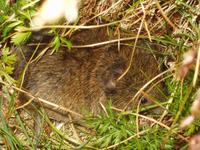 Microtus agrestis - Field Vole