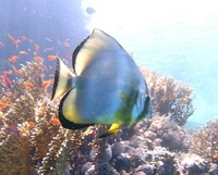 Platax orbicularis - Circular Batfish