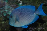 Acanthurus coeruleus - Blue Tang Surgeonfish