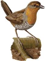 Image of: Scelorchilus rubecula (Chucao tapaculo)