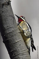 Image of: Sphyrapicus varius (yellow-bellied sapsucker)