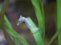 Image of: Hippocampus zosterae (dwarf seahorse)