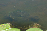 Image of: Chelydra serpentina (snapping turtle)