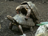 Chelonoidis carbonaria - Red-foot Tortoise