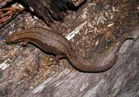 Zootoca vivipara - Common Lizard