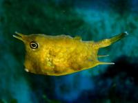 Lactoria cornuta - Horned Boxfish