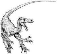 Velociraptor