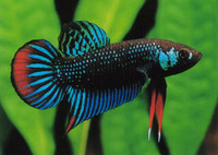 Betta imbellis