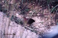 Yellow-legged Buttonquail - Turnix tanki