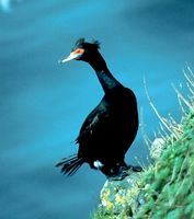 Red-faced Cormorant - Phalacrocorax urile