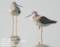 Lesser Yellowlegs - Tringa flavipes