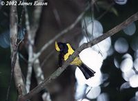 Sultan Tit - Melanochlora sultanea