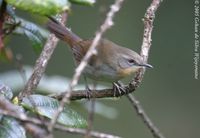 Sri Lanka Bush Warbler - Bradypterus palliseri