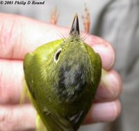 Plain-tailed Warbler - Seicercus soror
