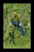 Pale-headed Rosella