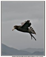 Hall's Giant Petrel - Macronectes halli