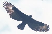 Verreaux's Eagle - Aquila verreauxii