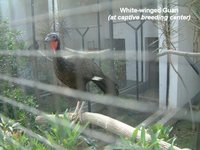 White-winged Guan - Penelope albipennis