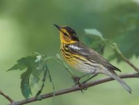 Cape May Warbler (Dendroica tigrina) photo