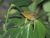 Olive-backed Euphonia (Euphonia gouldi) photo