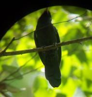 Yellow-billed Nunbird - Monasa flavirostris