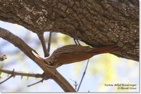 Narrow-billed Woodcreeper - Lepidocolaptes angustirostris