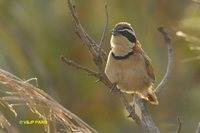 Collared Crescent-chest - Melanopareia torquata