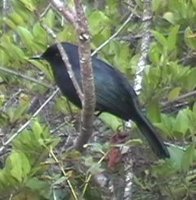 Black Catbird - Melanoptila glabrirostris