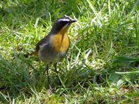 Cape Robin-Chat - Cossypha caffra