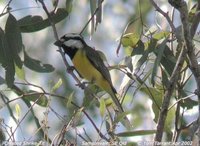 Crested Shrike-tit - Falcunculus frontatus