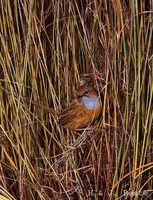 Southern Emuwren - Stipiturus malachurus