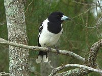 Pied Butcherbird - Cracticus nigrogularis