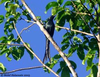 Long-tailed Starling - Aplonis magna