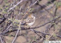 Speckle-fronted Weaver - Sporopipes frontalis