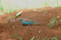 Red-cheeked Cordonbleu - Uraeginthus bengalus