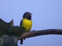 Yellow-bellied Siskin - Carduelis xanthogastra