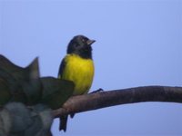 Yellow-bellied Siskin - Carduelis xanthogastra