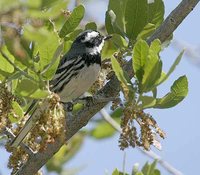 Black-throated Gray Warbler - Dendroica nigrescens