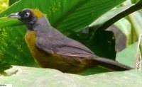 Dusky-faced Tanager - Mitrospingus cassinii