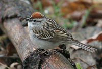 Chipping Sparrow - Spizella passerina