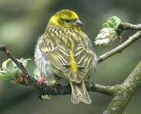 * European Serin