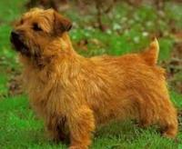 Norfolk Terrier