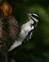 Hairy Woodpecker  Female