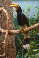 Rhinoceros Hornbill (female)